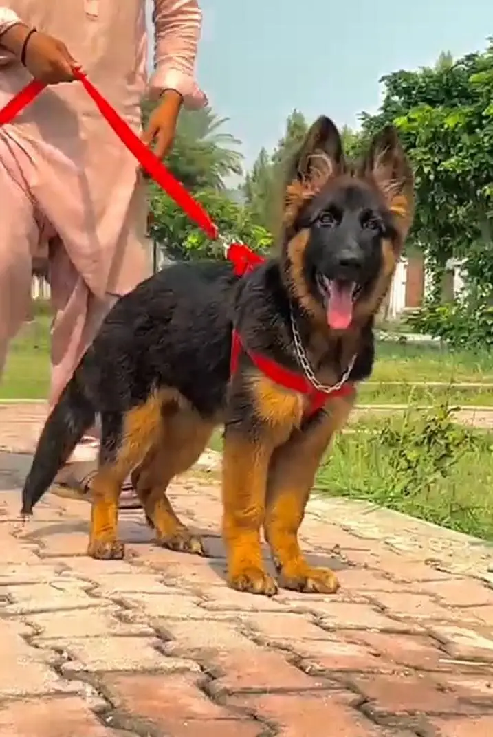 German Shepherd breed for sale mor WhatsApp — photo 3