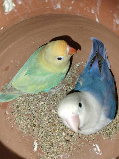breeder set-up