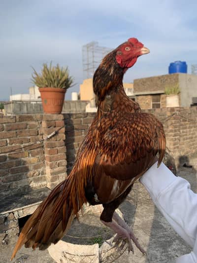 Aseel amroha bloodline pela quality bird for sale contact on descripti