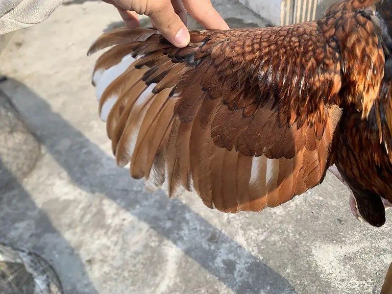Aseel amroha bloodline pela quality bird for sale contact on descripti — photo 2
