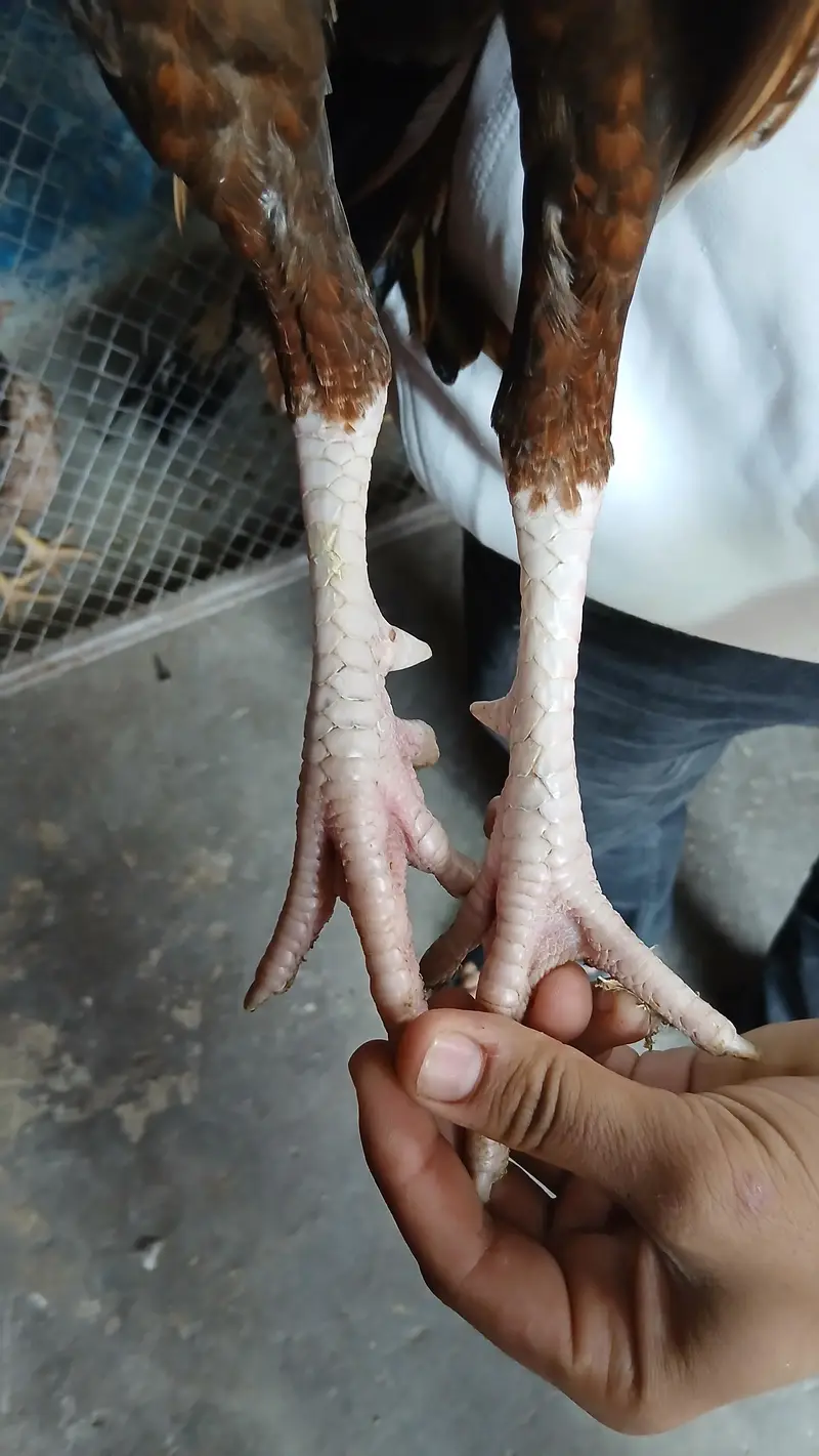 Aseel amroha bloodline pela quality bird for sale contact on descripti — photo 3