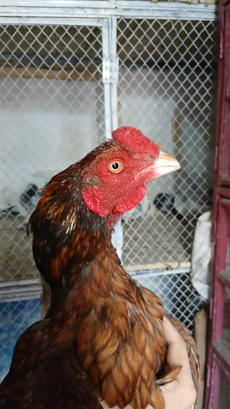 Aseel amroha bloodline pela quality bird for sale contact on descripti — photo 4
