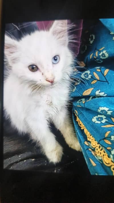 different colored eyes