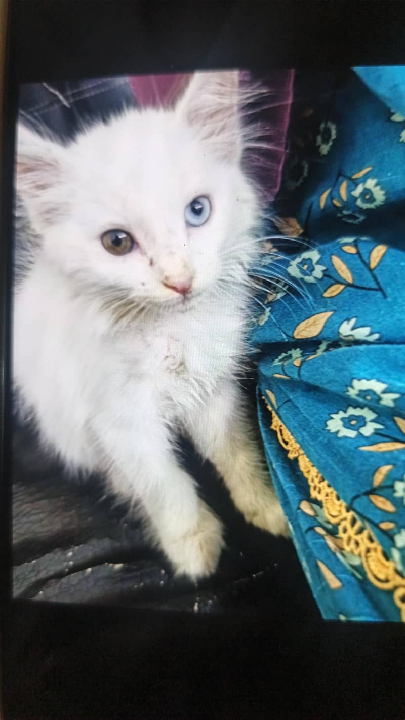 white cat 0