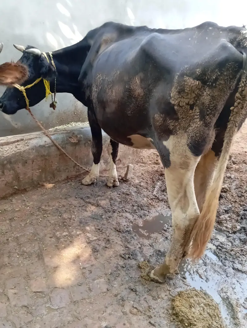 Friesian nasal cow for sale