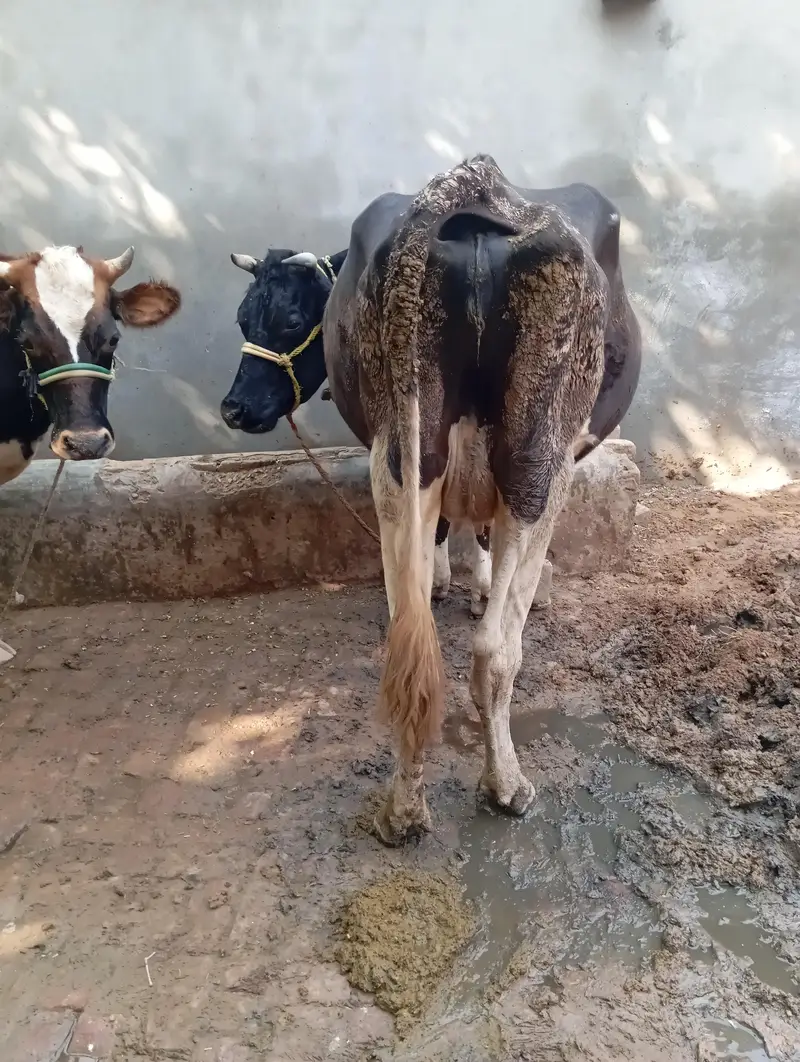 Friesian nasal cow for sale — photo 2