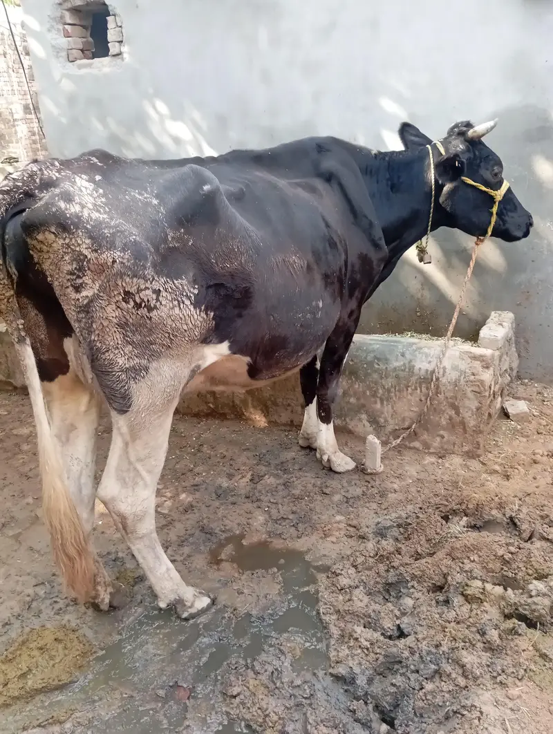 Friesian nasal cow for sale — photo 3