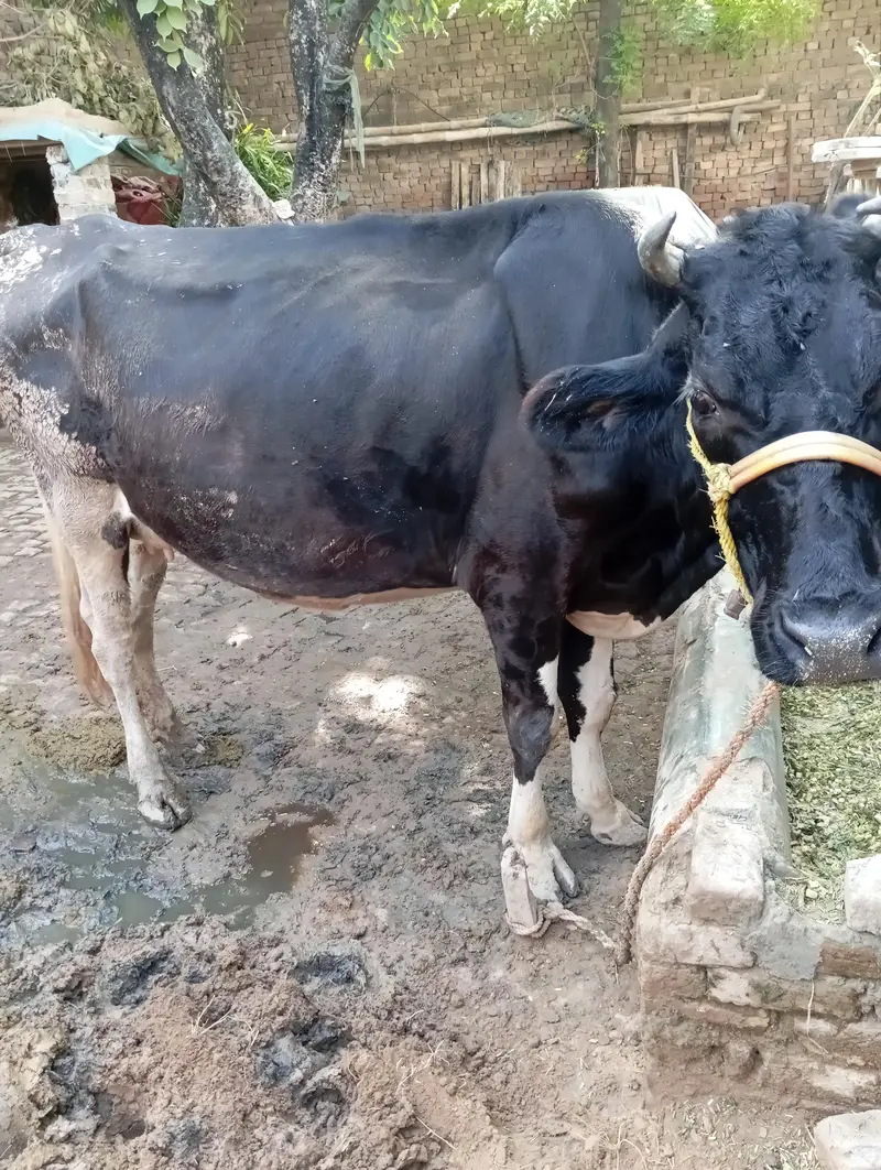 Friesian nasal cow for sale — photo 4