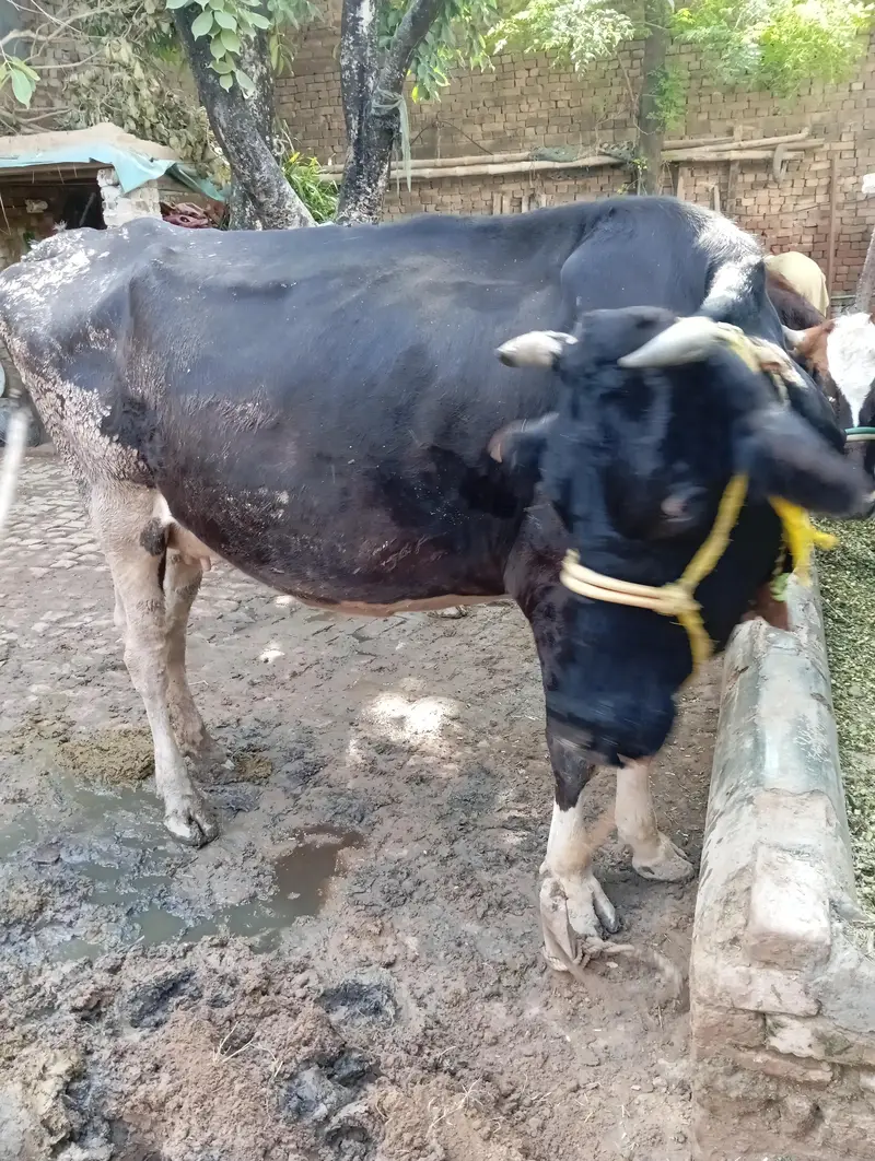 Friesian nasal cow for sale — photo 5