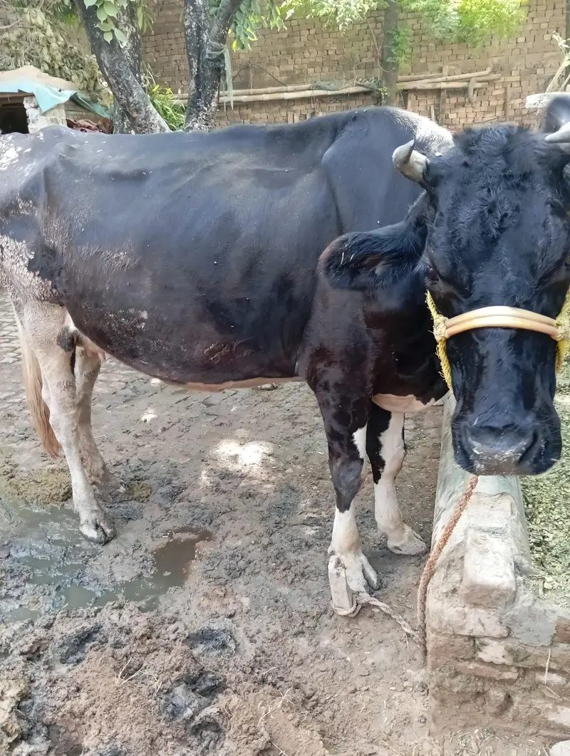 Friesian nasal cow for sale — photo 6