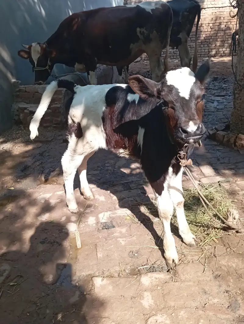 Friesian nasal cow for sale — photo 7