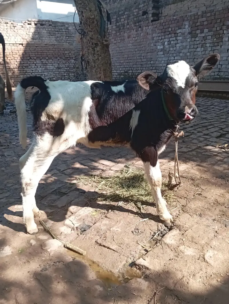 Friesian nasal cow for sale — photo 8