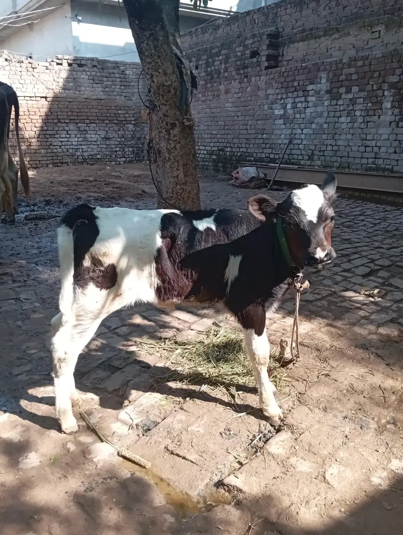 Friesian nasal cow for sale — photo 9