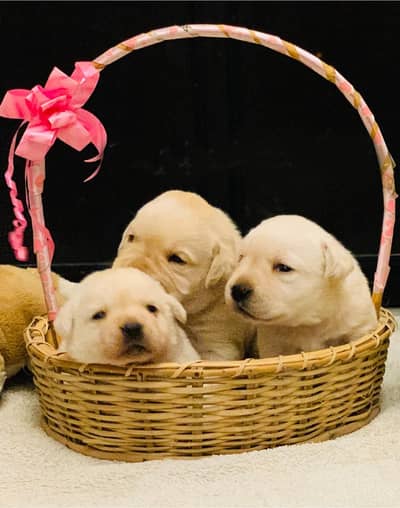 labrador puppy pedigree microchip 03014615555