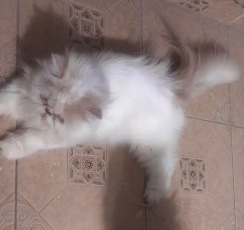 Peki cat — photo 2