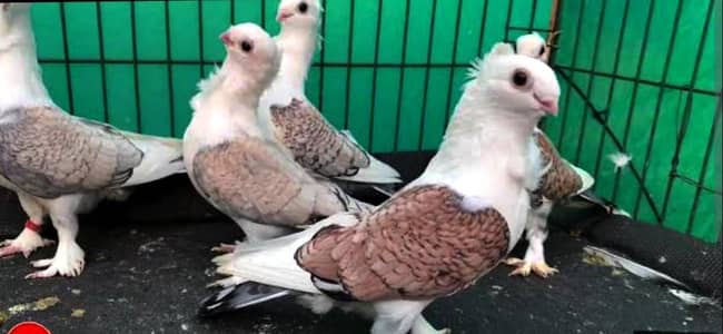 breeder pairs