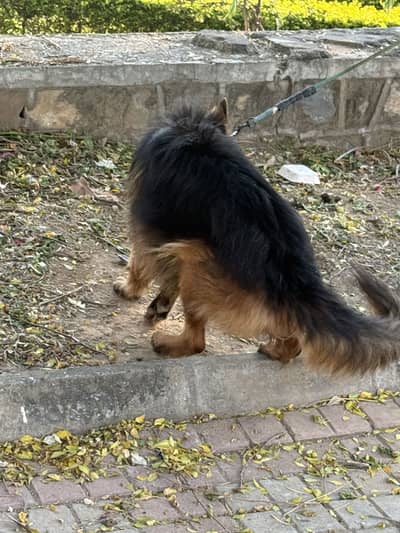 Double coated german shepherd for sale