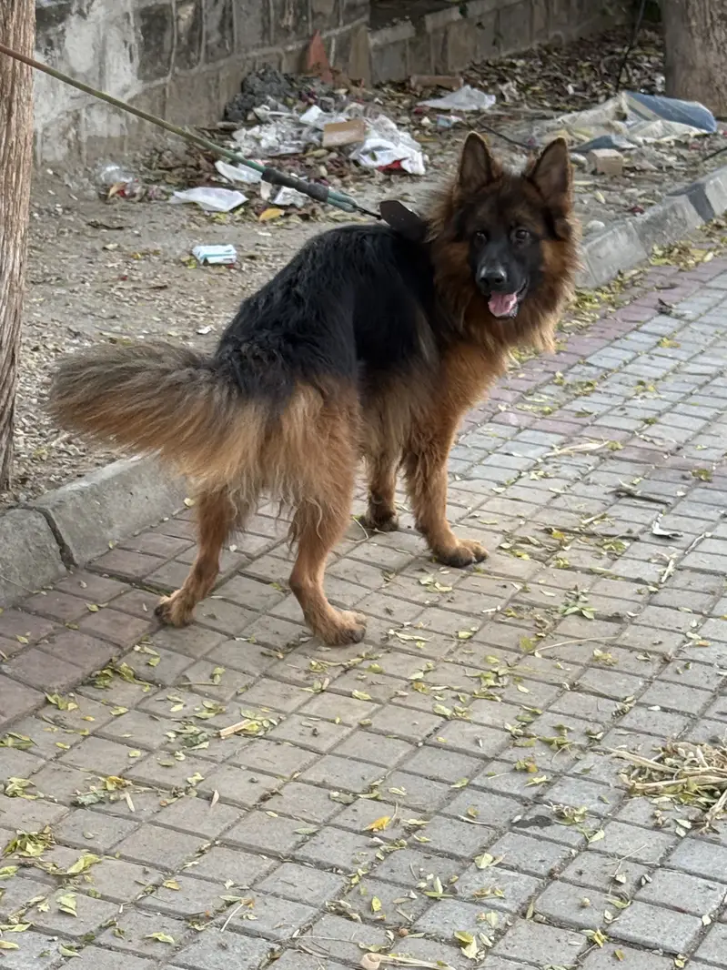 Double coated german shepherd for sale — photo 2