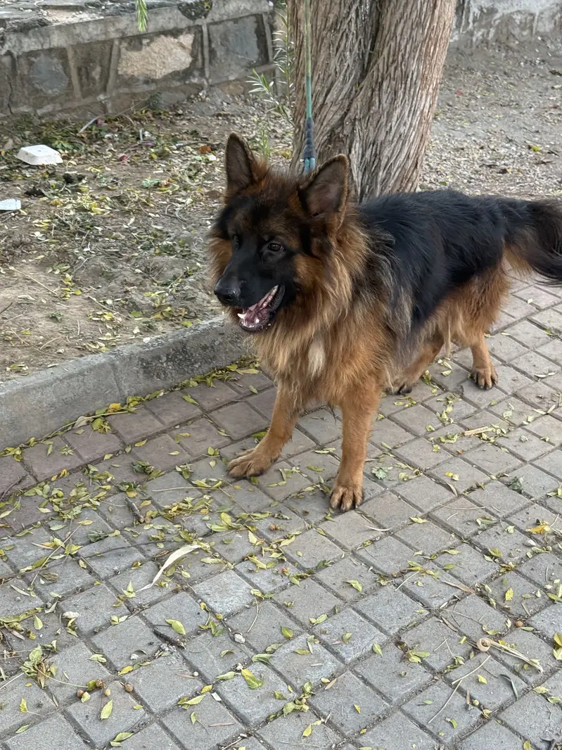 Double coated german shepherd for sale — photo 3