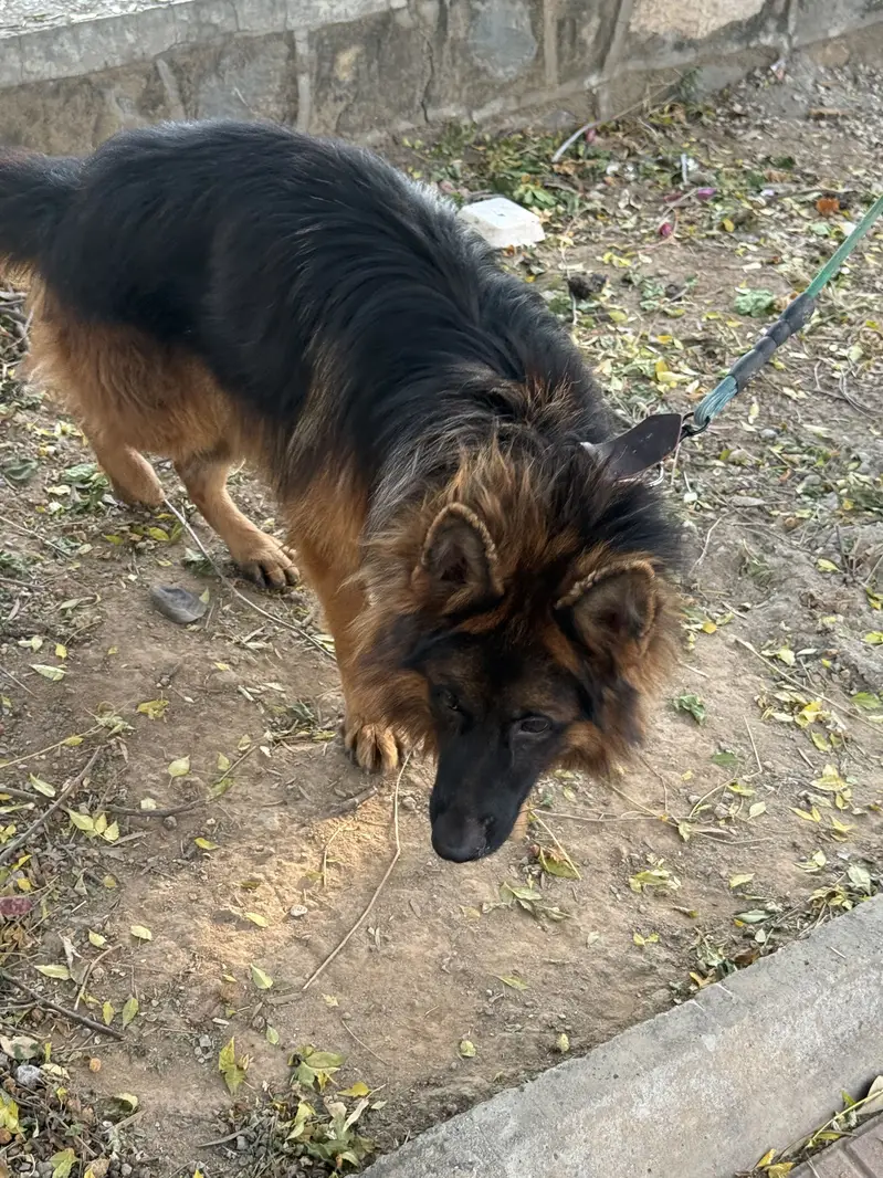 Double coated german shepherd for sale — photo 4