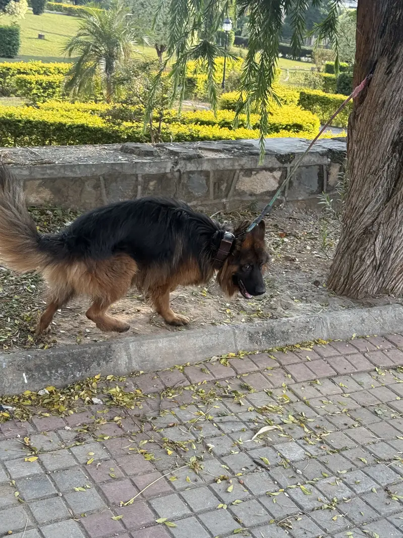Double coated german shepherd for sale — photo 5