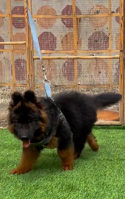 Pure German Shepherd breed for sale WhatsApp