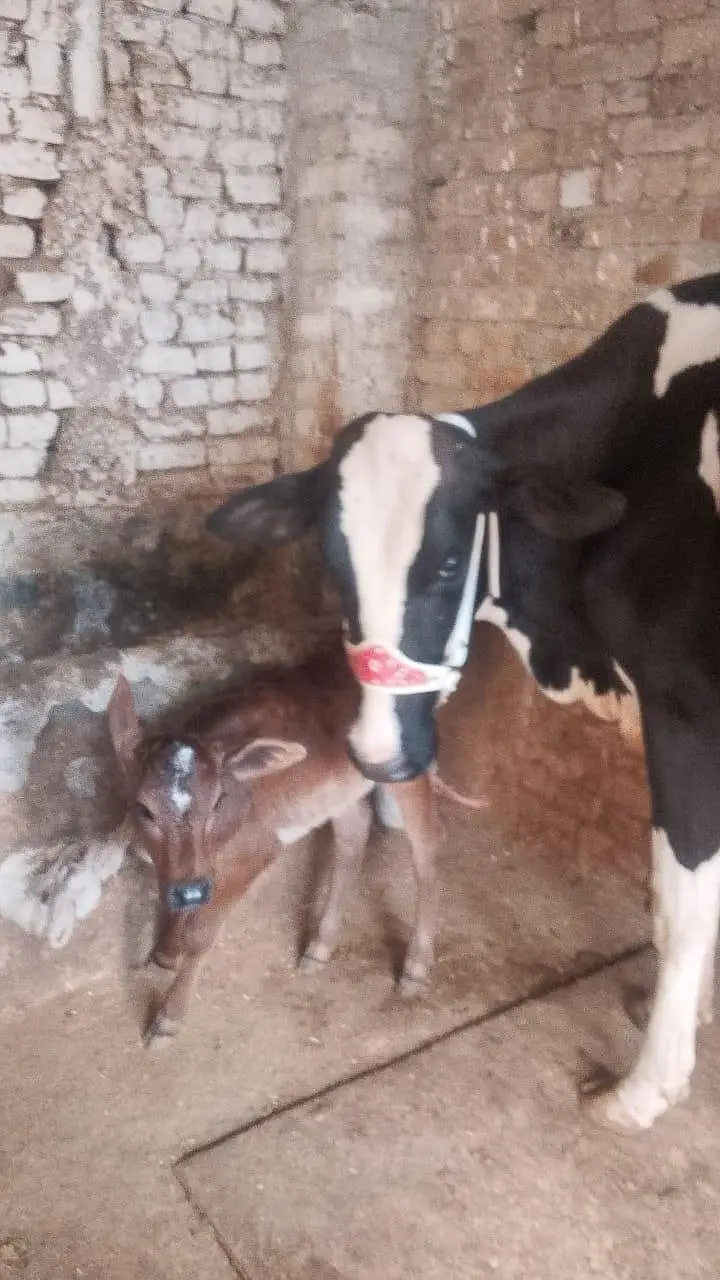 تازی سوئی ہوئی ہے ساتھ بچھڑی 14 کلو دودھ گارنٹی کے ساتھ — photo 2