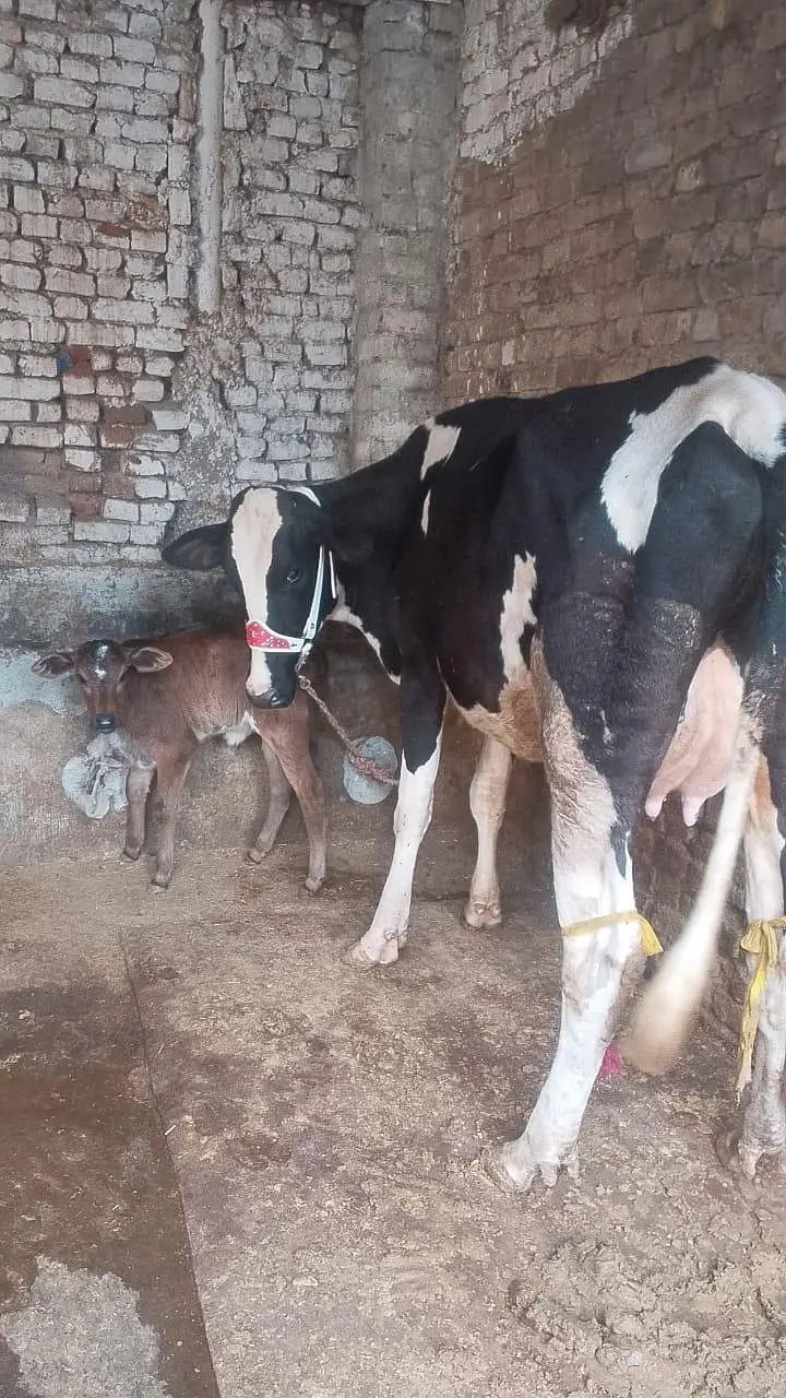 تازی سوئی ہوئی ہے ساتھ بچھڑی 14 کلو دودھ گارنٹی کے ساتھ — photo 3