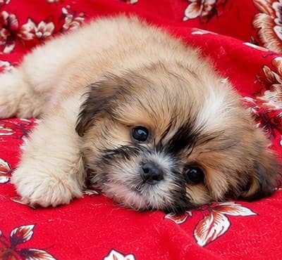 shih tzu puppy male available for sale