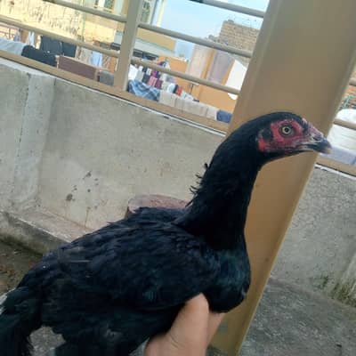 urgent sale