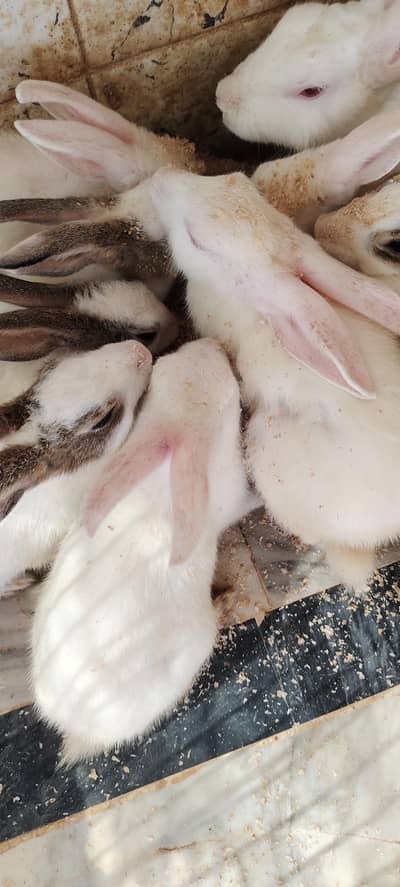 cute adorable rabbit babies