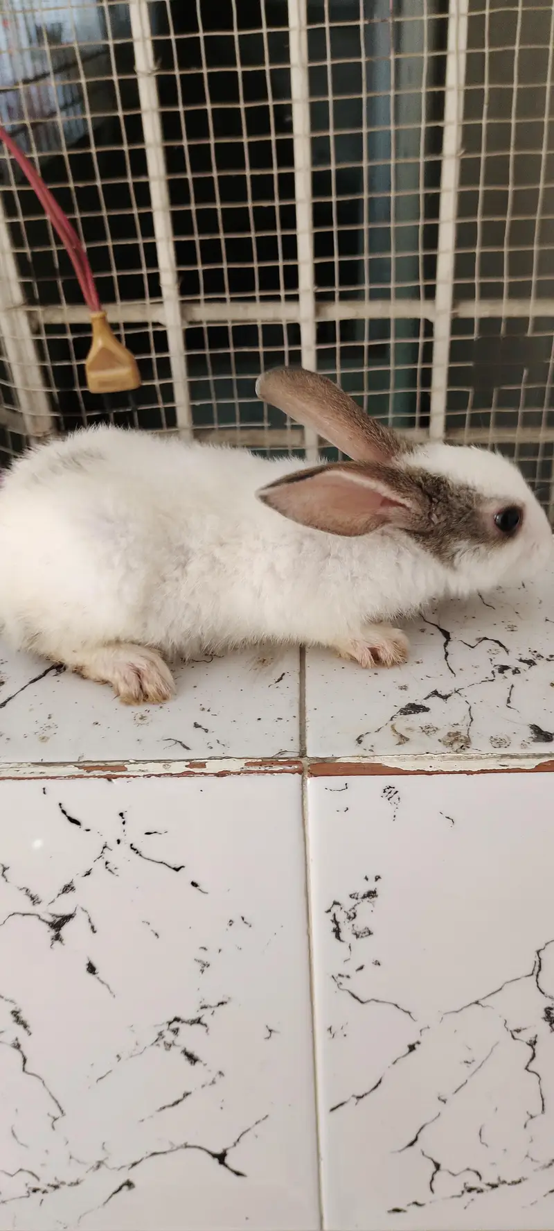 cute adorable rabbit babies — photo 2