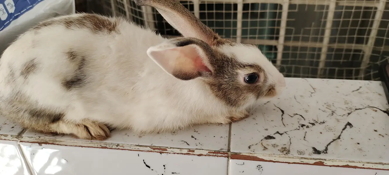 cute adorable rabbit babies — photo 3