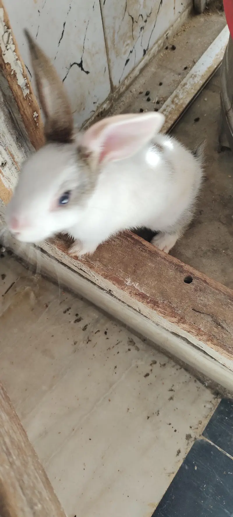 cute adorable rabbit babies — photo 4