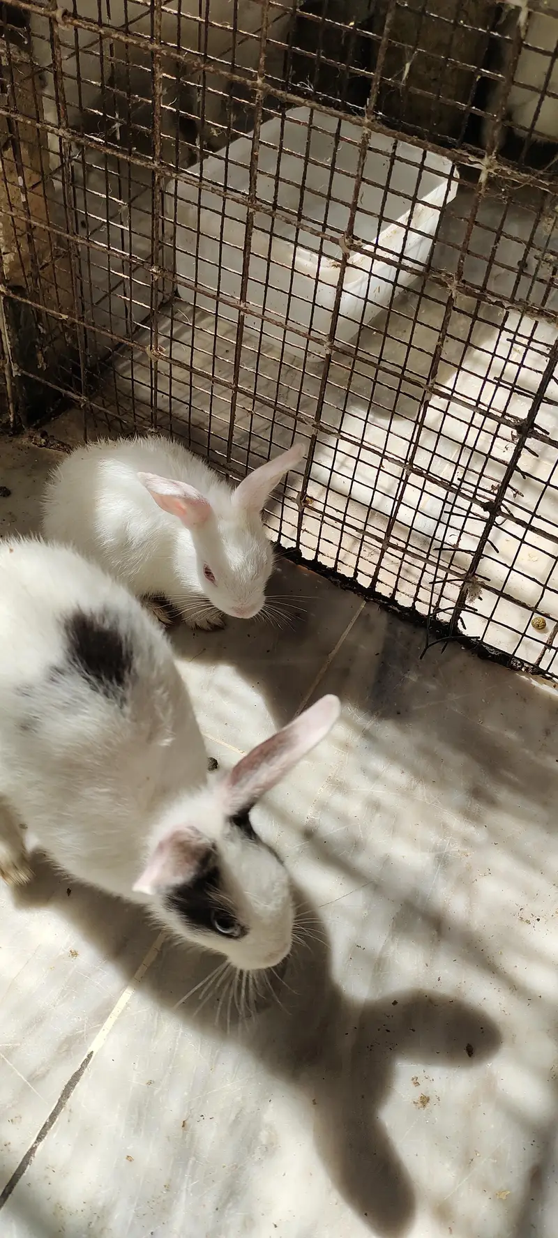 cute adorable rabbit babies — photo 5