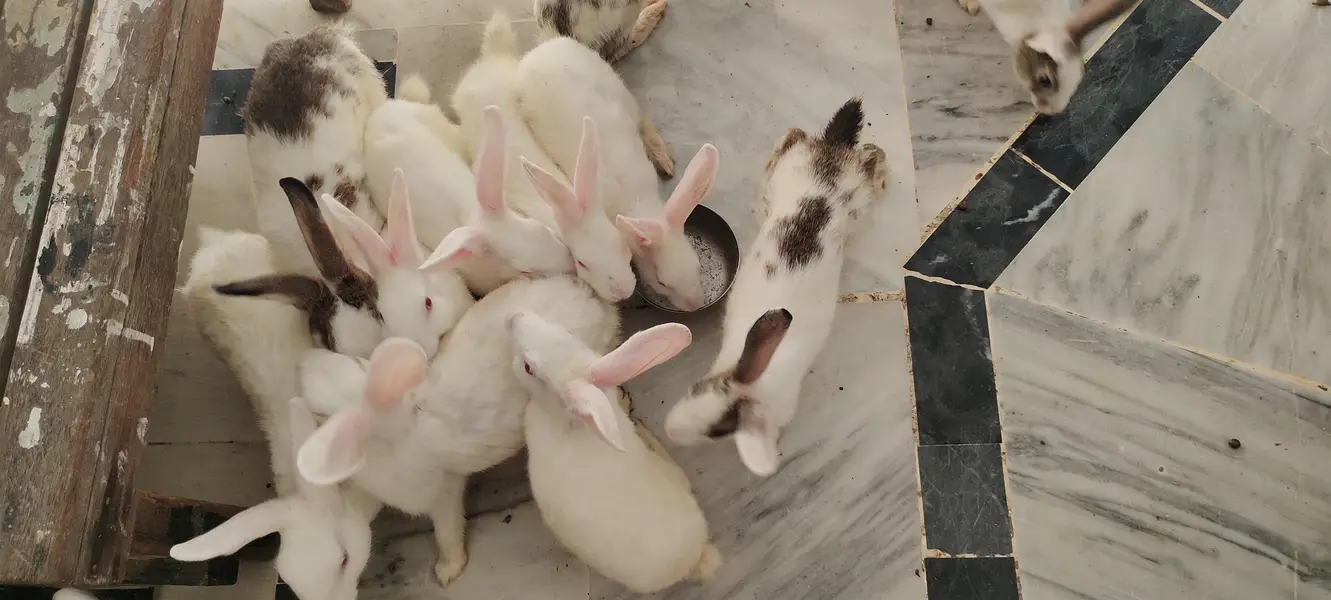 cute adorable rabbit babies — photo 6
