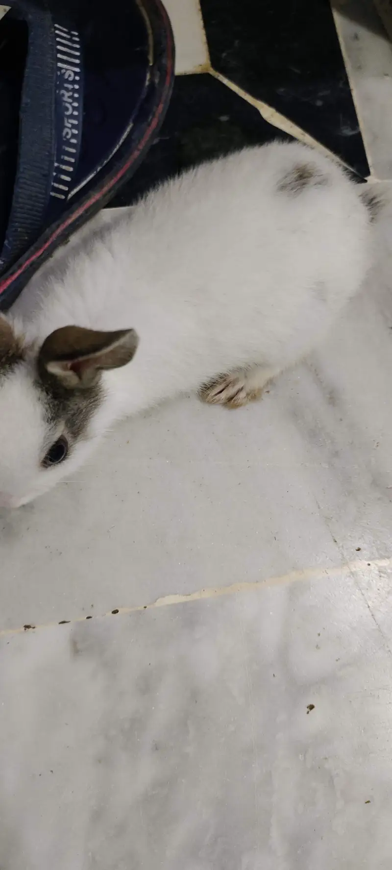 cute adorable rabbit babies — photo 7