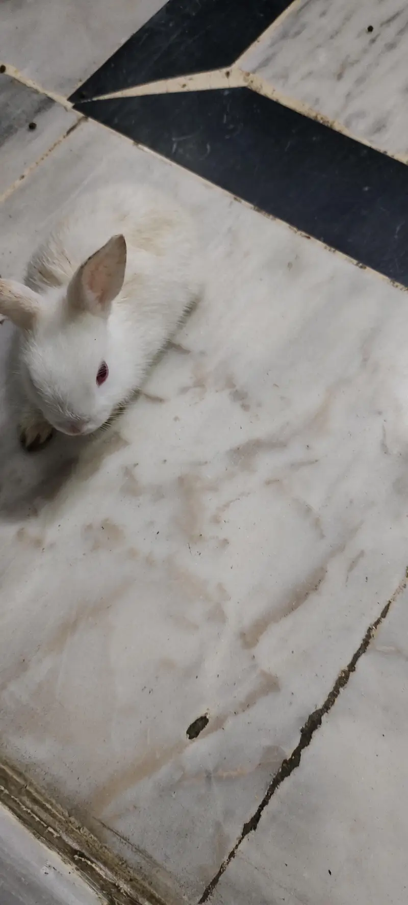 cute adorable rabbit babies — photo 8