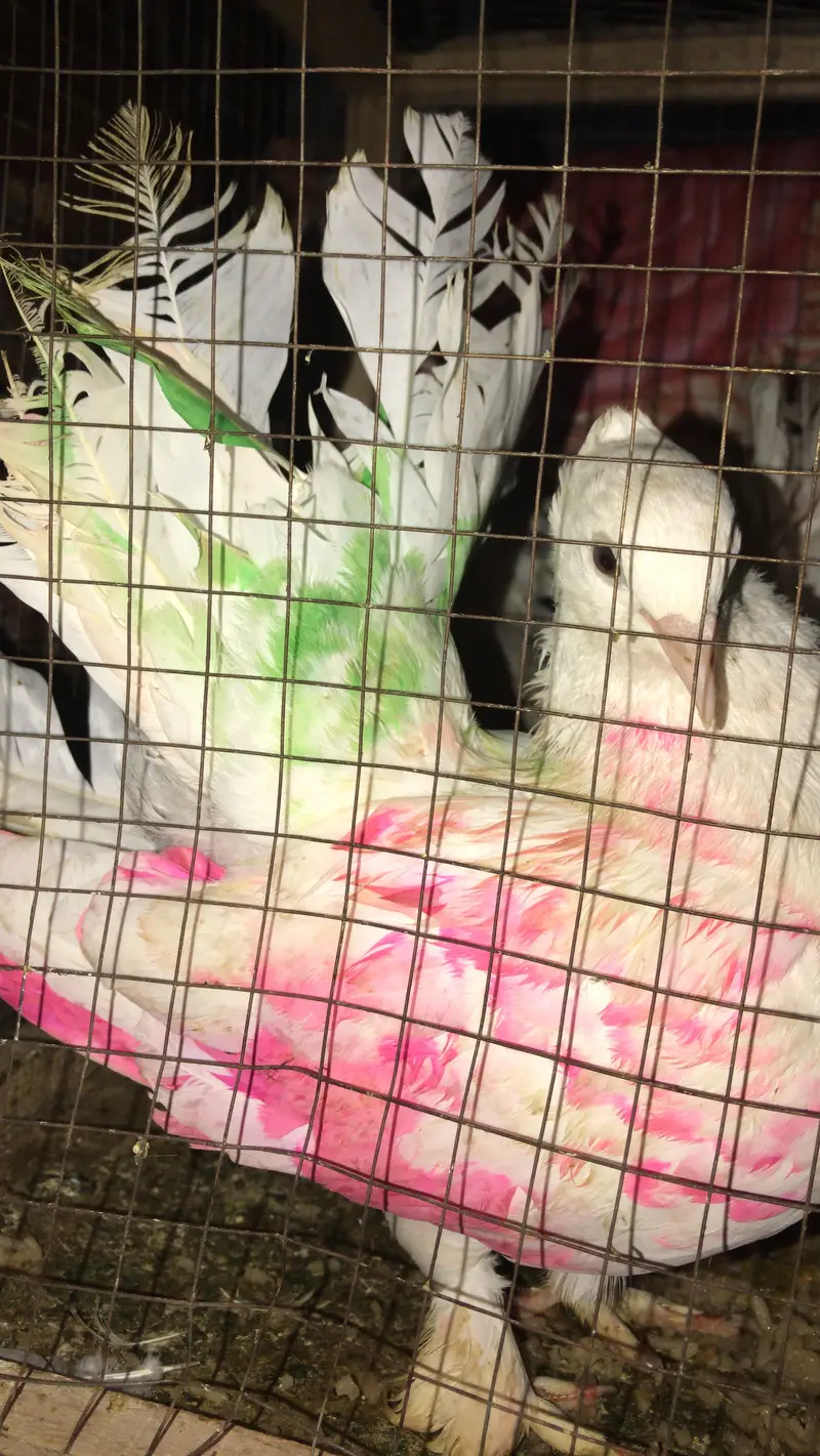 Lakka Pair White Indian Fantail - Healthy & Active — photo 2
