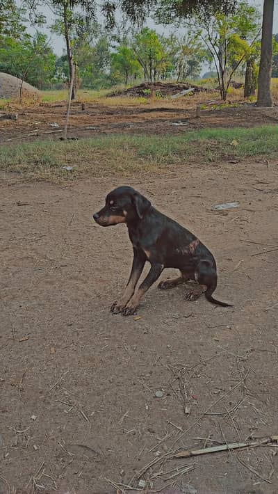 Rottweiler puppy for sale age 5 month