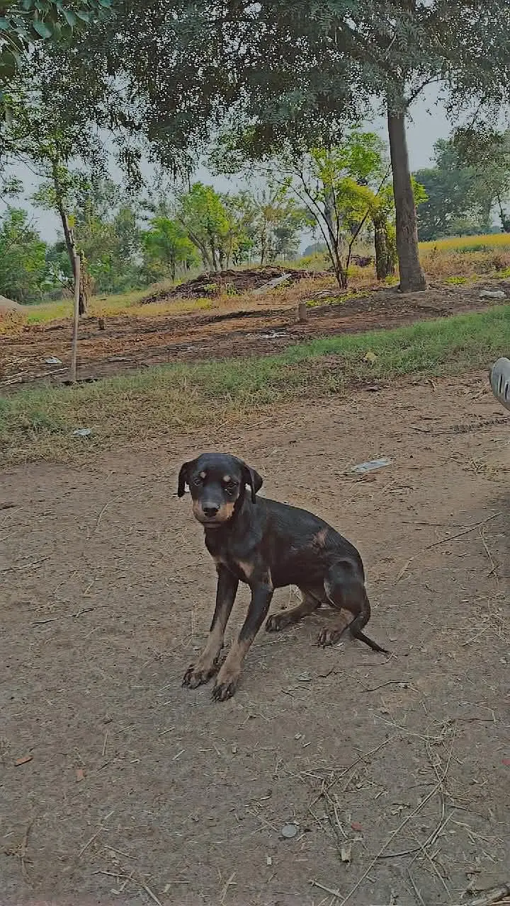 Rottweiler puppy for sale age 5 month — photo 2