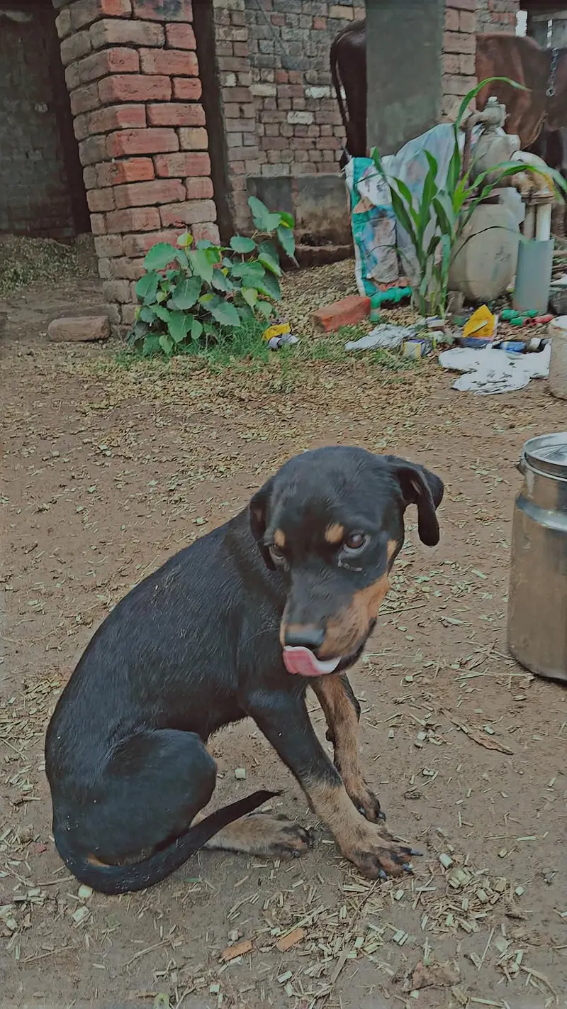 Rottweiler puppy for sale age 5 month — photo 3