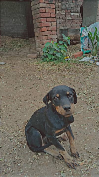 Rottweiler puppy for sale age 5 month