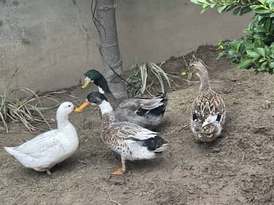 2 Pairs of Healthy Ducks available