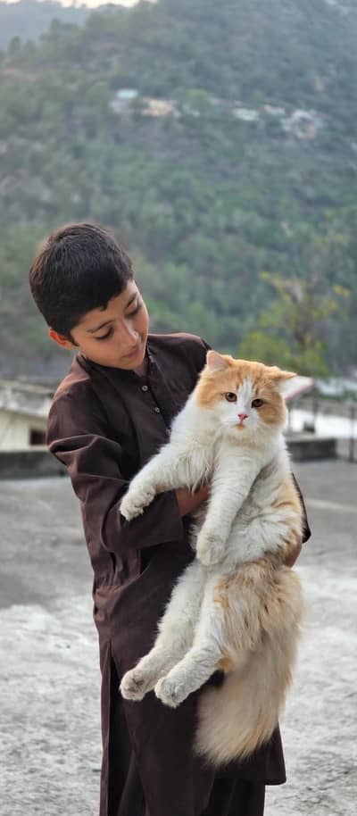 white prison cat triple long cote male wtsp 03181833788