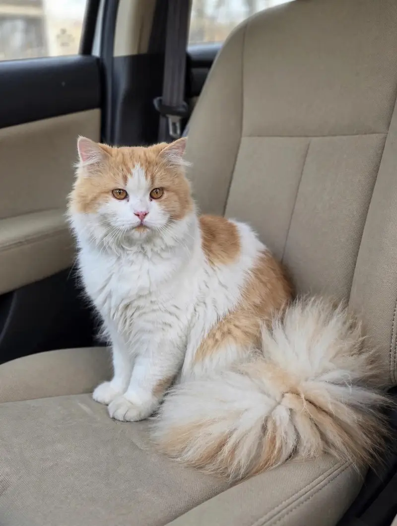 white prison cat triple long cote male wtsp 03181833788 — photo 3