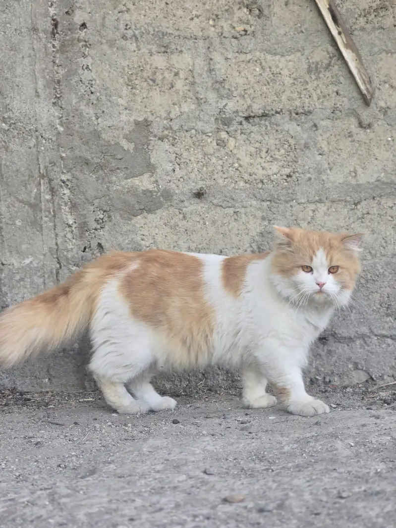 white prison cat triple long cote male wtsp 03181833788 — photo 4