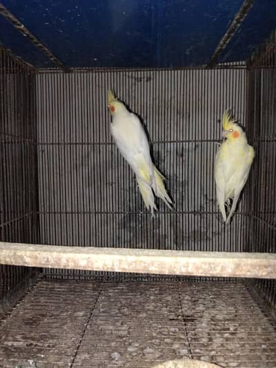 common white cocktails