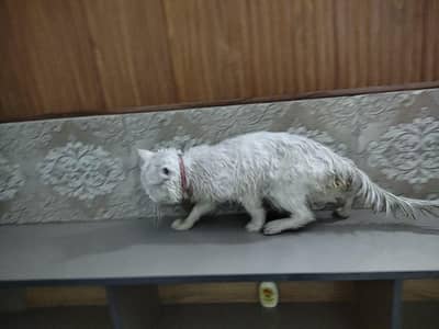 argent sale Persian cat