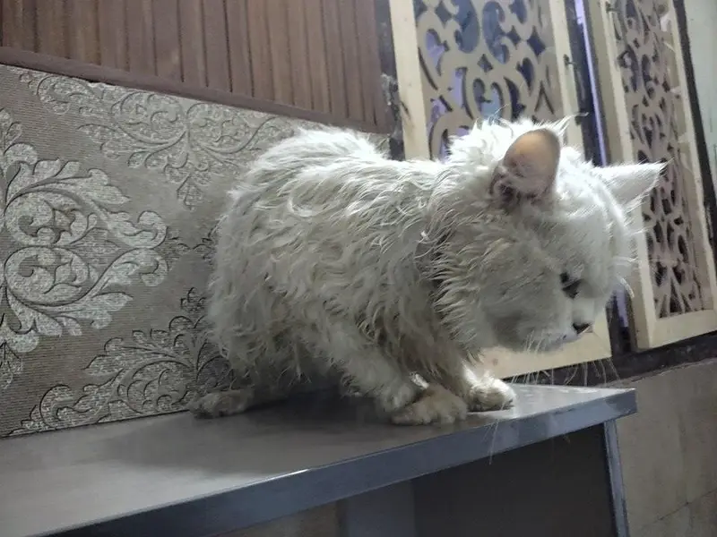 argent sale Persian cat — photo 2